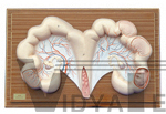 The dissection model of pig uterus